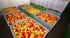 Sadownicy otwierają komory z jabłkiem