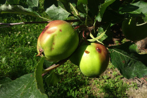 Owocówka jabłkóweczka i zwójkówki - jak zwalczać?