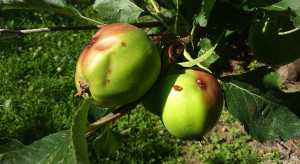 Owocówka jabłkóweczka i zwójkówki - jak zwalczać?