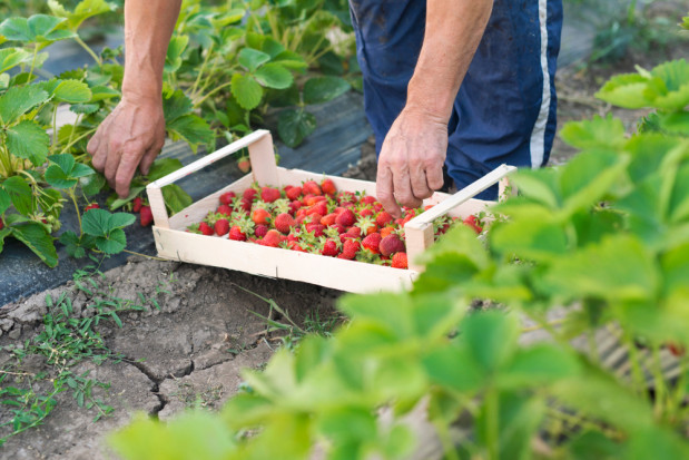 nacznie ciężej znaleźć im pracowników do zbiorów i innych prac w gospodarstwie niż w poprzednich latach / fot. shutterstock Brakuje chętnych do zbioru nie tylko truskawek. Jakie stawki?