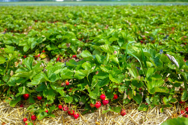 Francuscy plantatorzy truskawek pozostawiają na polach duże ilości owoców, które gniją. / fot.shutterstock.com Truskawki gniją na polach. Producenci nie nadążają ze zbiorem