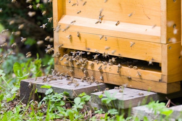 Wielkopolskie: 2 mln zł na zakup pokarmu dla pszczół