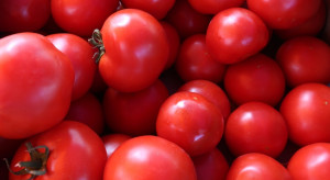 Krajowe pomidory w cenie. Ile trzeba zapłacić za kilogram ?