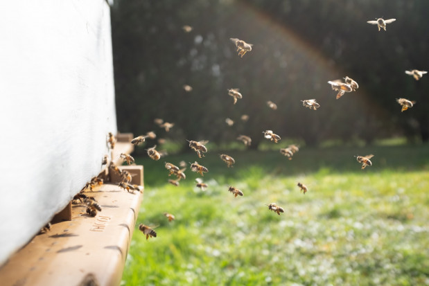 KOWR: Coraz więcej pszczół w Polsce