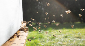 KOWR: Coraz więcej pszczół w Polsce