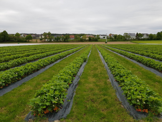 Producenci truskawek likwidują plantacje. Uprawa jest nieopłacalna