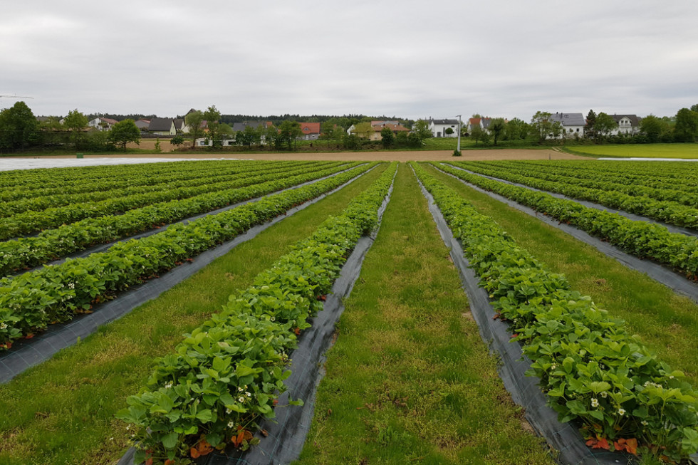 Producenci truskawek likwidują plantacje. Uprawa jest nieopłacalna