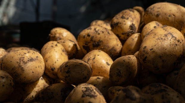 Młode ziemniaki 2022: Ile za kilogram na Broniszach?
