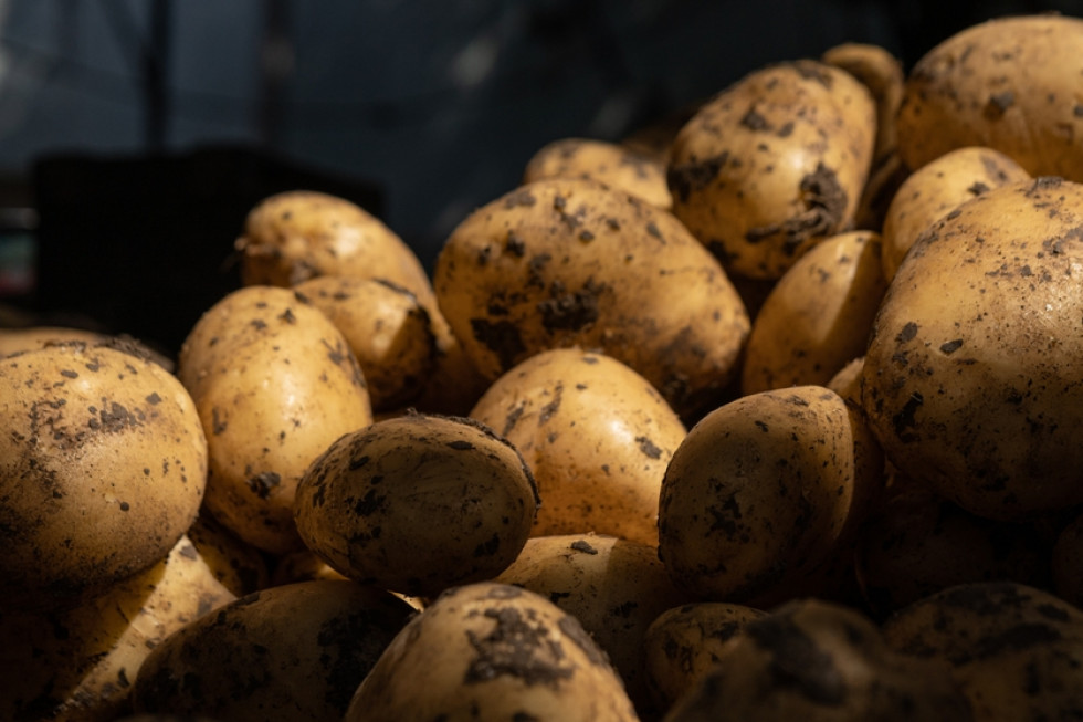 Młode ziemniaki 2022: Ile za kilogram na Broniszach?