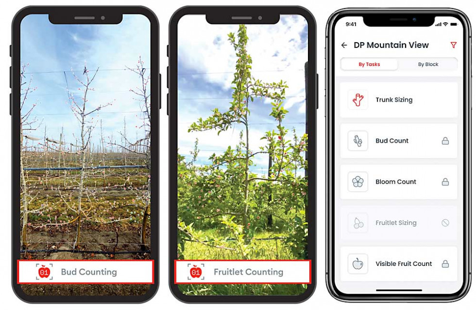 Aplikacja FruitScout wykorzystuje sztuczna inteligencję do analizy obrazu na podstawie czego można analizować obrazy pąków, kwiatów i owoców, aby ocenić przewidywany plon owoców z drzewa, a także ocenić konieczność przycinania gałęzi. / fot. firmowe