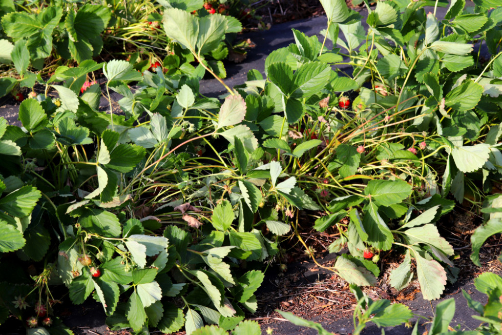 Susza doskwiera plantacjom. 70% strat w truskawkach