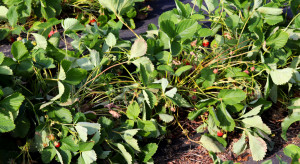 Susza doskwiera plantacjom. 70% strat w truskawkach