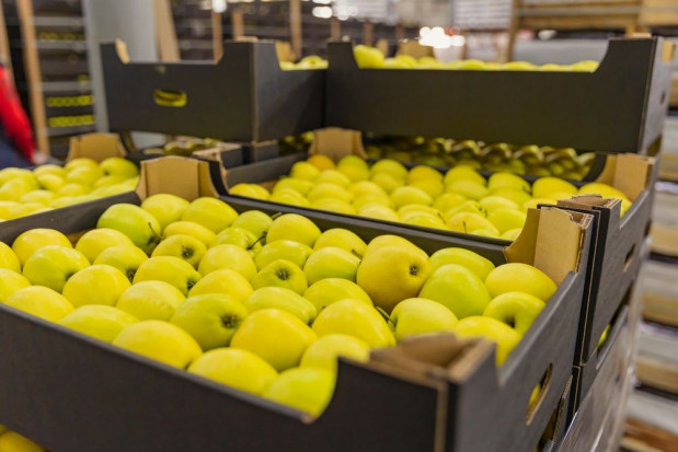 Prezydent interweniował ws. problemów z eksportem polskich jabłek do Egiptu