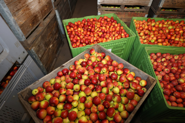 Wycofanie jabłek: Wykorzystano mniej niż 50 proc. puli
