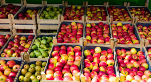 Mołdawscy sadownicy szukają rynków zbytu dla swoich jabłek