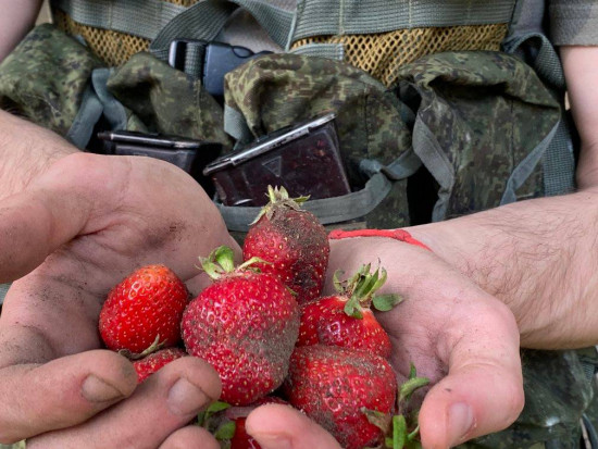 Rosyjscy żołnierze zbierają truskawki w Ukrainie