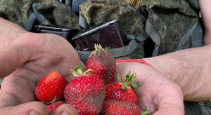 Rosyjscy żołnierze zbierają truskawki w Ukrainie