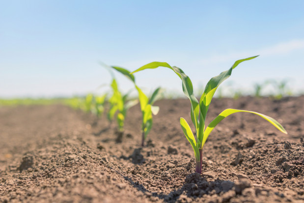Zmniejszenie zanieczyszczenia powietrza może podnieść plony/ fot. shutterstock Mniejsze zanieczyszczenia powietrza to większe plony