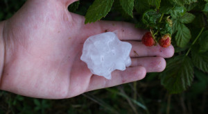 Gradobicie w Serbii. Duże straty na plantacjach malin