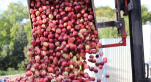 Wycofanie jabłek: Wykorzystano 60,15 proc. puli