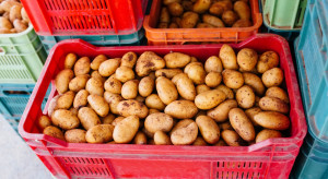 Młode ziemniaki 2022: Duży urodzaj, ceny spadają
