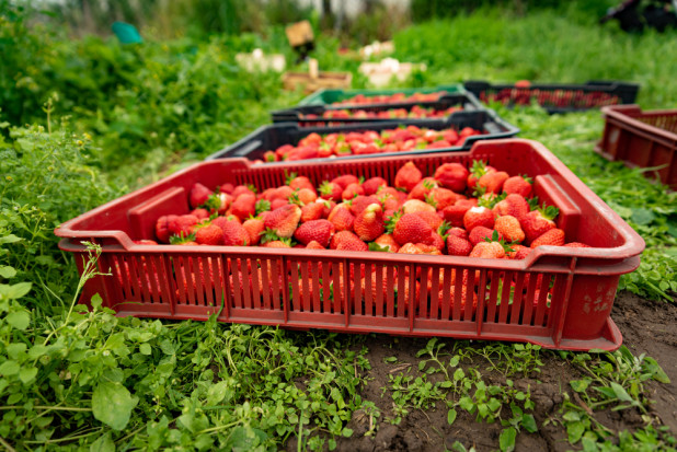 Sezon truskawkowy nabiera rozpędu. Zwiększa się podaż deserowych i przemysłowych. / fot. shutterstock Truskawki 2022: Ceny mocno rozczarowują