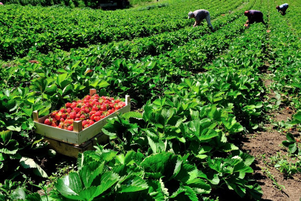 Włosi pilnie potrzebują 100 tys. pracowników do zbioru owoców i warzyw