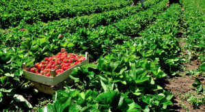 Włosi pilnie potrzebują 100 tys. pracowników do zbioru owoców i warzyw
