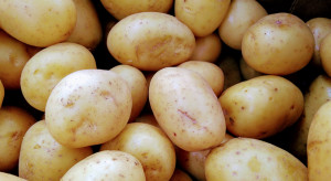 Młode ziemniaki 2022: jakie ceny w hurcie?