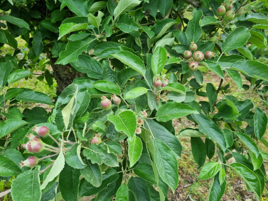 Frusto: Ochrona jabłoni - jakie główne problemy?