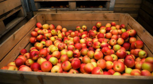Zapasy jabłek w Polsce nadal bardzo duże! Raport WAPA