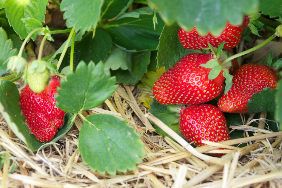 Produkcja owoców jagodowych staje się nieopłacalna