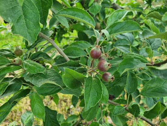 Ochrona jabłoni: Jakie szkodniki jabłoni zwalczać w czerwcu?