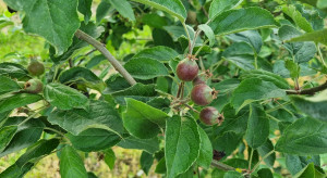 Ochrona jabłoni: Jakie szkodniki jabłoni zwalczać w czerwcu?