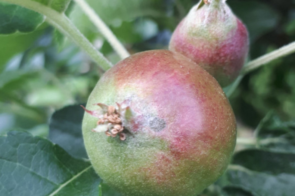 Parch jabłoni - zagrożenie wciąż duże