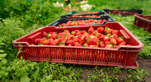 Truskawki 2022: Dobre ceny owoców do przetwórstwa