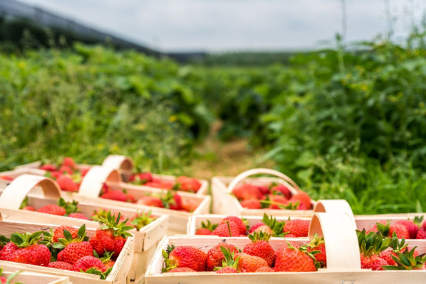 Z powodu braku rąk do pracy na polach już gniją owoce, a sytuacja z każdym tygodniem może być coraz gorsza. / fot. shutterstock Z powodu braku pracowników owoce już gniją na polach