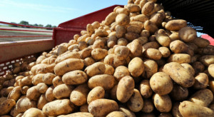 GUS: Ceny ziemniaków w skupie wyższe niż przed rokiem