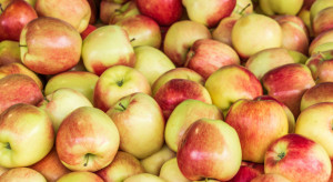 ARiMR: Wycofanie jabłek z rynku dobiega końca
