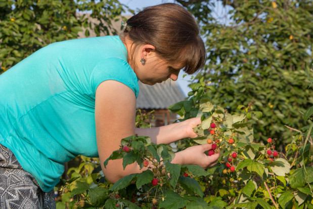 Plantatorzy malin już dyskutują o tym, jakie będą w tym roku stawki za zbiór malin. / fot. shutterstock Zbiór malin - jakie stawki w 2022 roku?