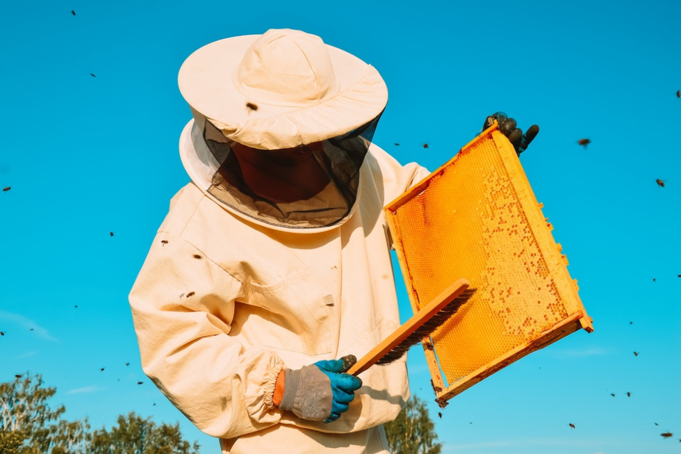 Kradzież pszczół i miodu. Straty pszczelarzy sięgają 80 tys. zł