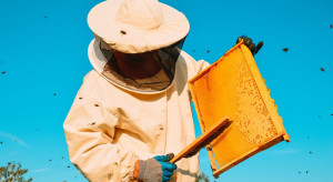 Kradzież pszczół i miodu. Straty pszczelarzy sięgają 80 tys. zł