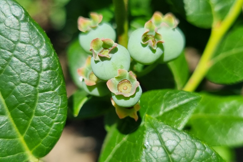 Borówki 2022: Drosophila suzukii i szara pleśń na plantacjach