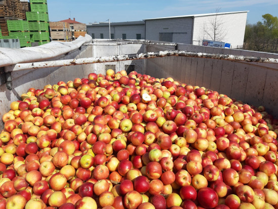 Koniec dostaw jabłek do przetwórni w ramach wycofania z dopłatą