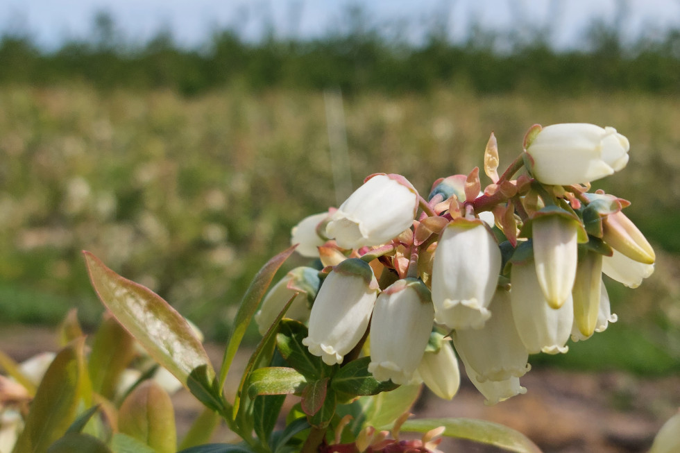 Kwitnienie borówki przebiegło częściowo w bardzo sprzyjających warunkach pogodowych co widać po dobrym zawiązaniu owoców oraz daje nadzieję na ich wysoką jakość. / fot. R. Ptaszek