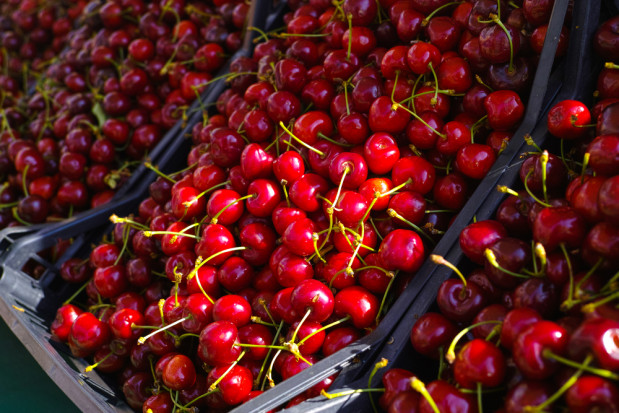 Ceny czereśni w hurcie rozczarowują. Brakuje kupców / fot.shutterstock.com Ceny czereśni w hurcie rozczarowują. Brakuje kupców