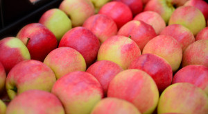 Polskie jabłka w Egipcie - wróci handel?