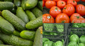 Warzywa: Coraz tańsze krajowe pomidory, kapusta i ogórki