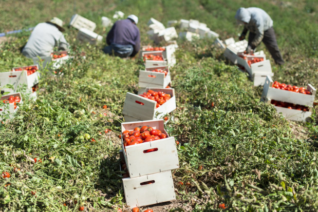 Włochy: Imigranci ofiarami niewolniczej pracy w rolnictwie