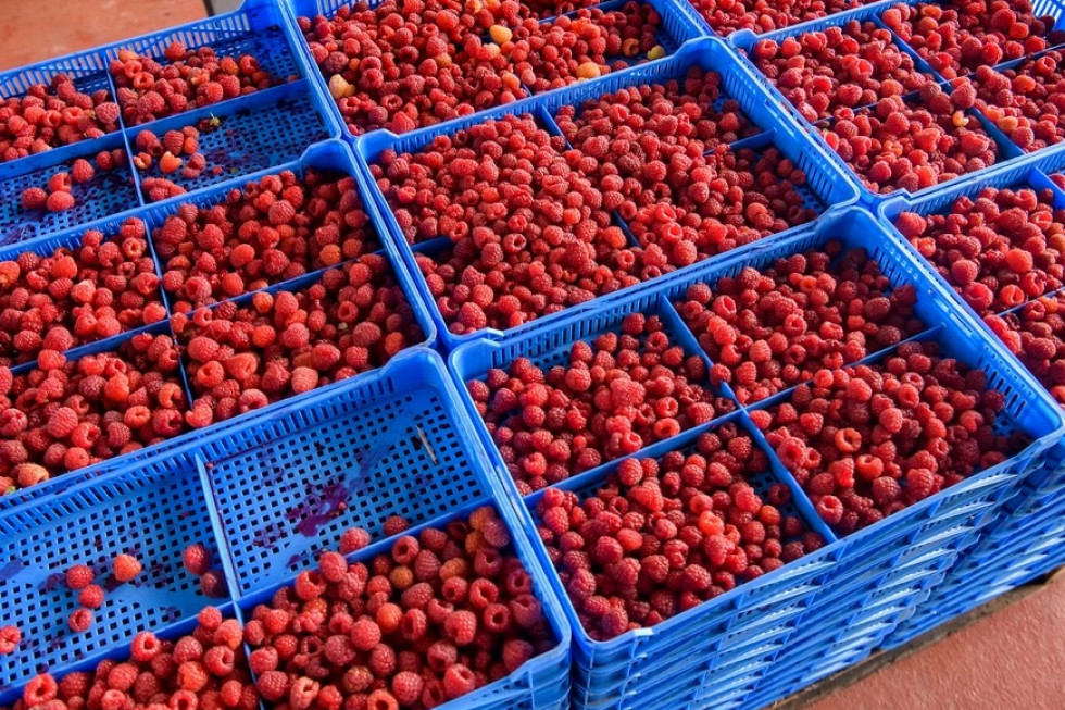 Ceny malin w skupach świadomie zaniżane. Spadki są bardzo duże